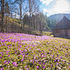  Crocuses in Kolochava
