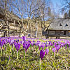  Crocuses in Kolochava
