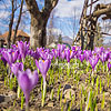  Crocuses in Kolochava
