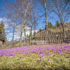  Crocuses in Kolochava
