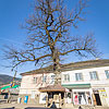  500 year old Oak Tree 
