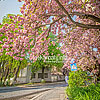  Цвітіння сакури в Ужгороді 
